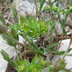 Photographie n°777332 du taxon Bupleurum baldense Turra [1764]