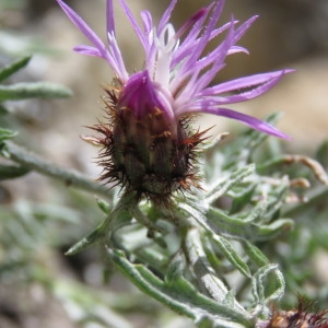 Photographie n°777342 du taxon Centaurea paniculata subsp. polycephala (Jord.) Nyman [1879]