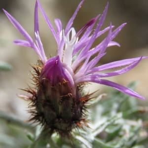 Photographie n°777343 du taxon Centaurea paniculata subsp. polycephala (Jord.) Nyman [1879]