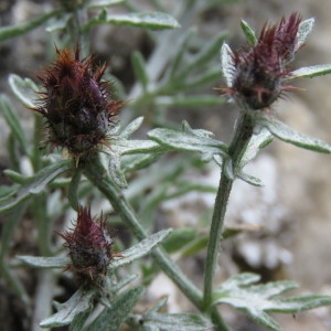 Photographie n°777344 du taxon Centaurea paniculata subsp. polycephala (Jord.) Nyman [1879]