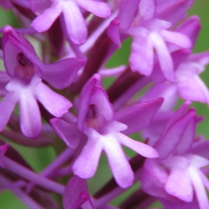 Photographie n°777346 du taxon Anacamptis pyramidalis (L.) Rich. [1817]