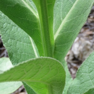 Photographie n°777360 du taxon Verbascum thapsus L. [1753]