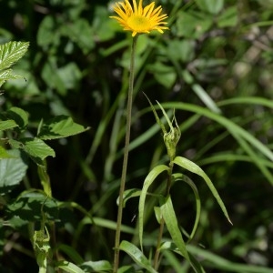 Photographie n°777523 du taxon Buphthalmum salicifolium L. [1753]