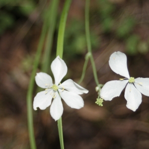 Photographie n°777565 du taxon Thalictrum tuberosum L. [1753]