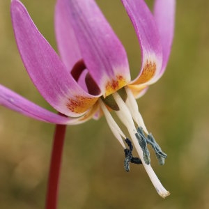 Photographie n°777629 du taxon Erythronium dens-canis L.