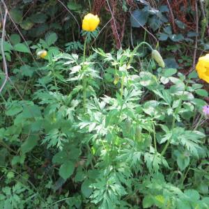 Photographie n°777639 du taxon Papaver cambricum L.