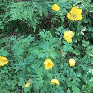 Photographie n°777641 du taxon Papaver cambricum L.