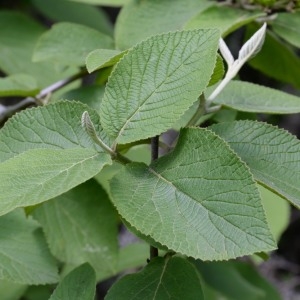 Photographie n°777656 du taxon Viburnum lantana L. [1753]