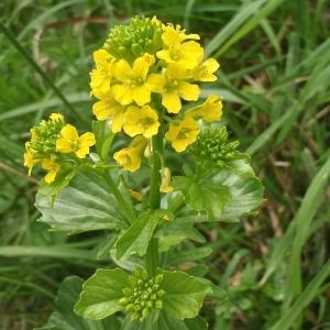 Photographie n°777775 du taxon Barbarea vulgaris R.Br. [1812]