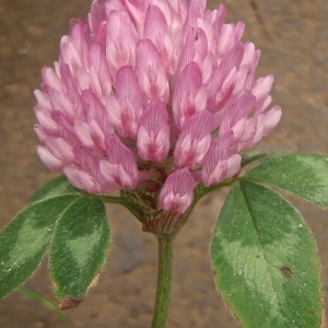 Photographie n°777799 du taxon Trifolium pratense L. [1753]