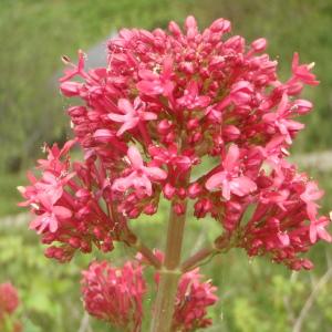 Photographie n°777801 du taxon Centranthus ruber (L.) DC.