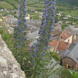 Photographie n°777803 du taxon Echium vulgare L.