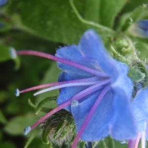 Photographie n°777804 du taxon Echium vulgare L.