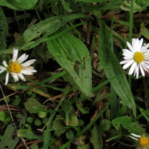 Photographie n°777824 du taxon Bellis perennis L. [1753]