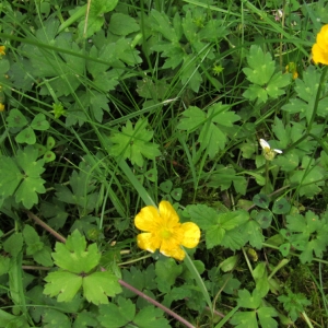 Photographie n°777832 du taxon Ranunculus repens L. [1753]