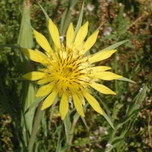 Photographie n°777845 du taxon Tragopogon dubius Scop. [1772]