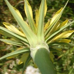 Photographie n°777846 du taxon Tragopogon dubius Scop. [1772]