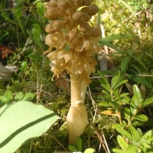 Photographie n°777859 du taxon Neottia nidus-avis (L.) Rich.