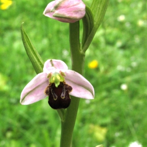 Photographie n°777869 du taxon Ophrys apifera Huds. [1762]