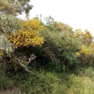 Photographie n°777906 du taxon Cytisus striatus (Hill) Rothm. [1944]