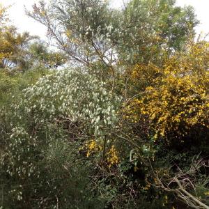 Photographie n°777907 du taxon Cytisus striatus (Hill) Rothm. [1944]