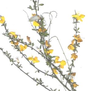 Photographie n°777931 du taxon Cytisus striatus (Hill) Rothm. [1944]