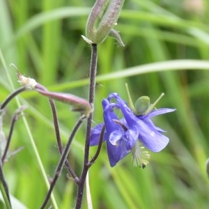 Photographie n°778110 du taxon Aquilegia vulgaris L. [1753]