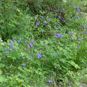 Photographie n°778113 du taxon Aquilegia vulgaris L. [1753]