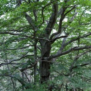 Photographie n°778117 du taxon Fagus sylvatica L. [1753]