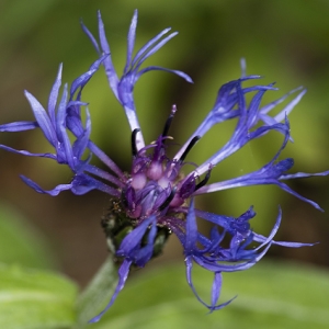 Photographie n°778166 du taxon Cyanus montanus (L.) Hill [1768]