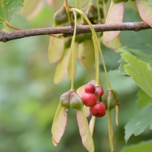 Photographie n°778188 du taxon Acer pseudoplatanus L. [1753]