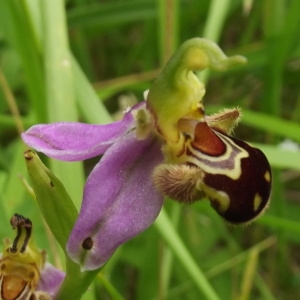 Photographie n°778203 du taxon Ophrys apifera Huds. [1762]