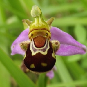 Photographie n°778204 du taxon Ophrys apifera Huds. [1762]