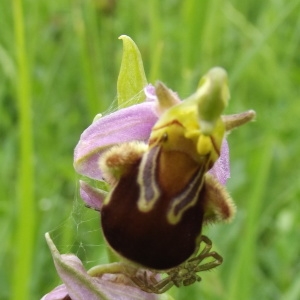 Photographie n°778205 du taxon Ophrys apifera Huds. [1762]