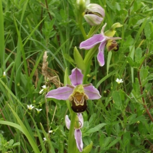 Photographie n°778207 du taxon Ophrys apifera Huds. [1762]