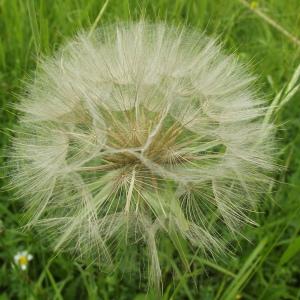 Photographie n°778216 du taxon Tragopogon pratensis L. [1753]