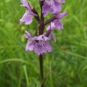 Photographie n°778219 du taxon Dactylorhiza fuchsii (Druce) Soó [1962]