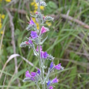 Photographie n°778255 du taxon Echium vulgare L. [1753]