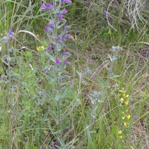 Photographie n°778256 du taxon Echium vulgare L. [1753]