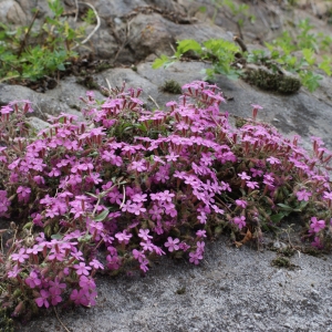 Photographie n°778279 du taxon Saponaria ocymoides L.