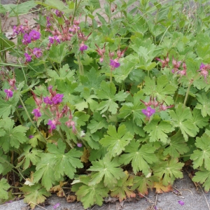 Photographie n°778283 du taxon Geranium macrorrhizum L. [1753]