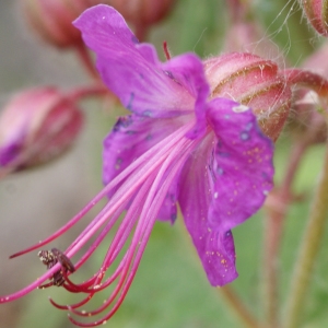 Photographie n°778285 du taxon Geranium macrorrhizum L. [1753]