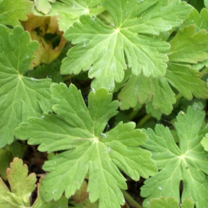 Photographie n°778292 du taxon Geranium macrorrhizum L. [1753]