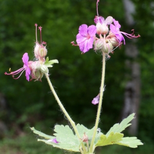 Photographie n°778293 du taxon Geranium macrorrhizum L. [1753]