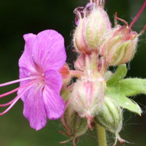 Photographie n°778294 du taxon Geranium macrorrhizum L. [1753]