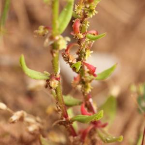 Photographie n°778546 du taxon Rumex bucephalophorus L. [1753]