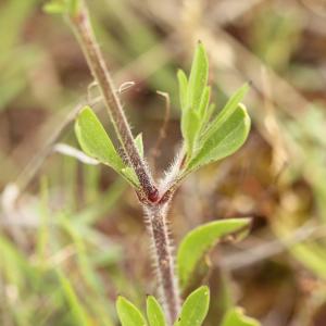 Photographie n°778554 du taxon Silene nocturna L. [1753]