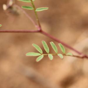 Photographie n°778561 du taxon Hippocrepis ciliata Willd. [1808]