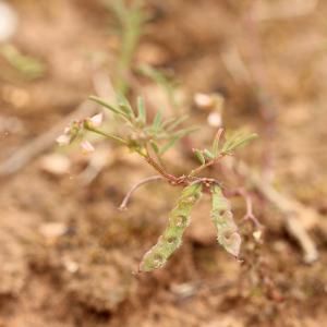 Photographie n°778562 du taxon Hippocrepis ciliata Willd. [1808]