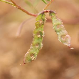 Photographie n°778563 du taxon Hippocrepis ciliata Willd. [1808]